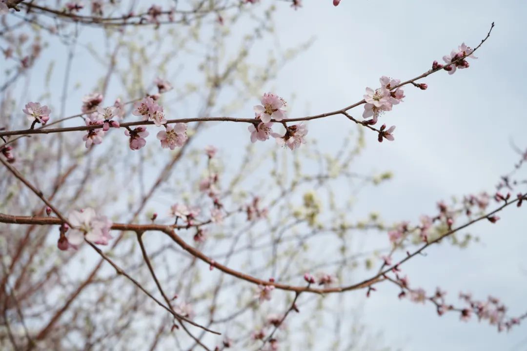 春三月，桃李绽放玉兰盛开，这一波美图来了~