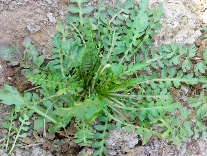 农村最好吃的6种野菜-农村最好吃的6种野菜是什么 - 114知识网