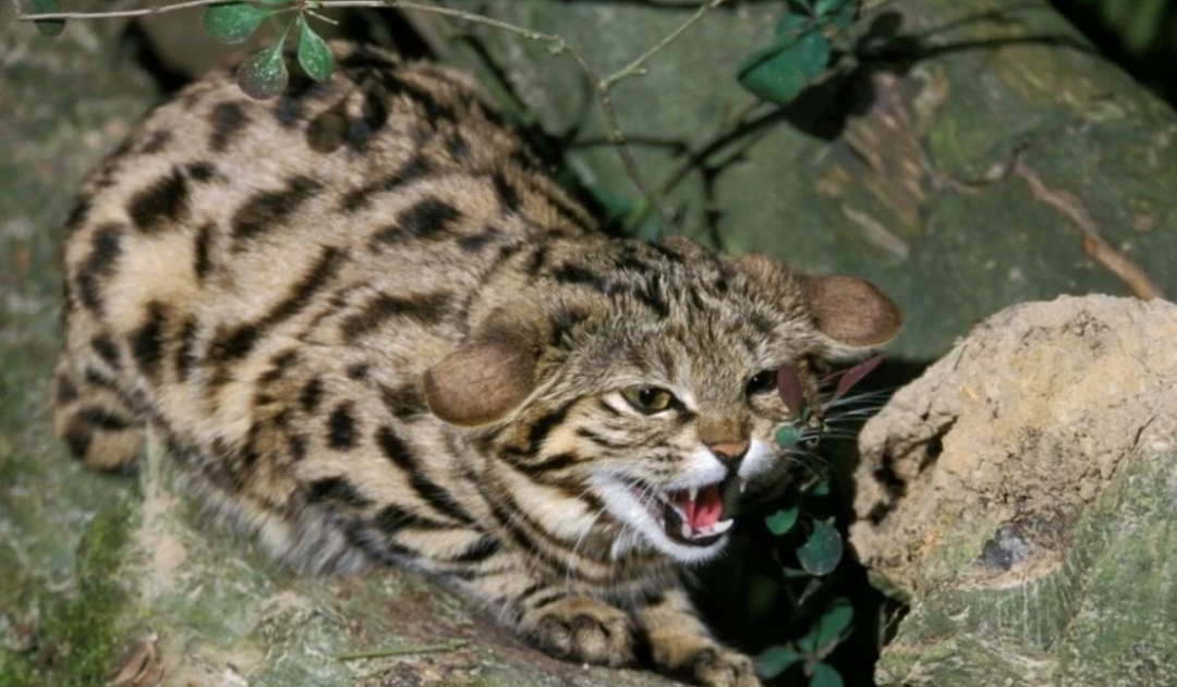 狸子是什么动物图片(世界第二小的猫) - 赤虎壹号