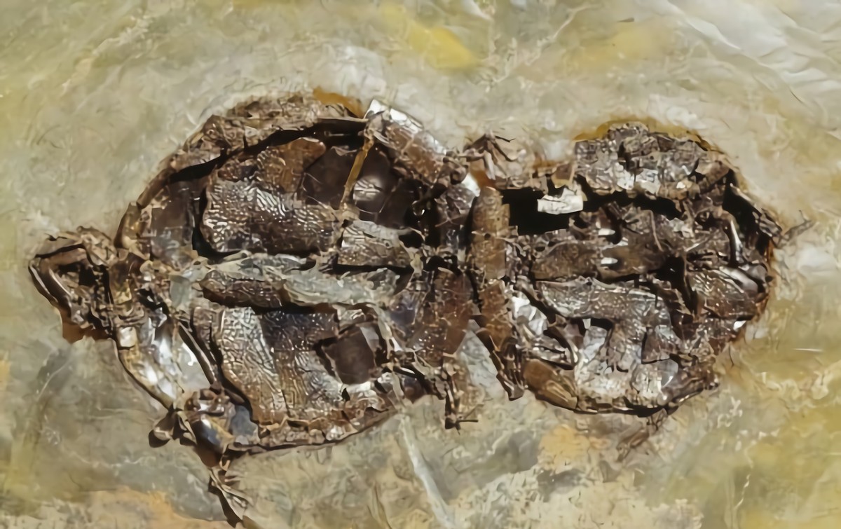 世界上最尴尬的事：乌龟交配时不幸死亡，千万年后变成化石遭围观