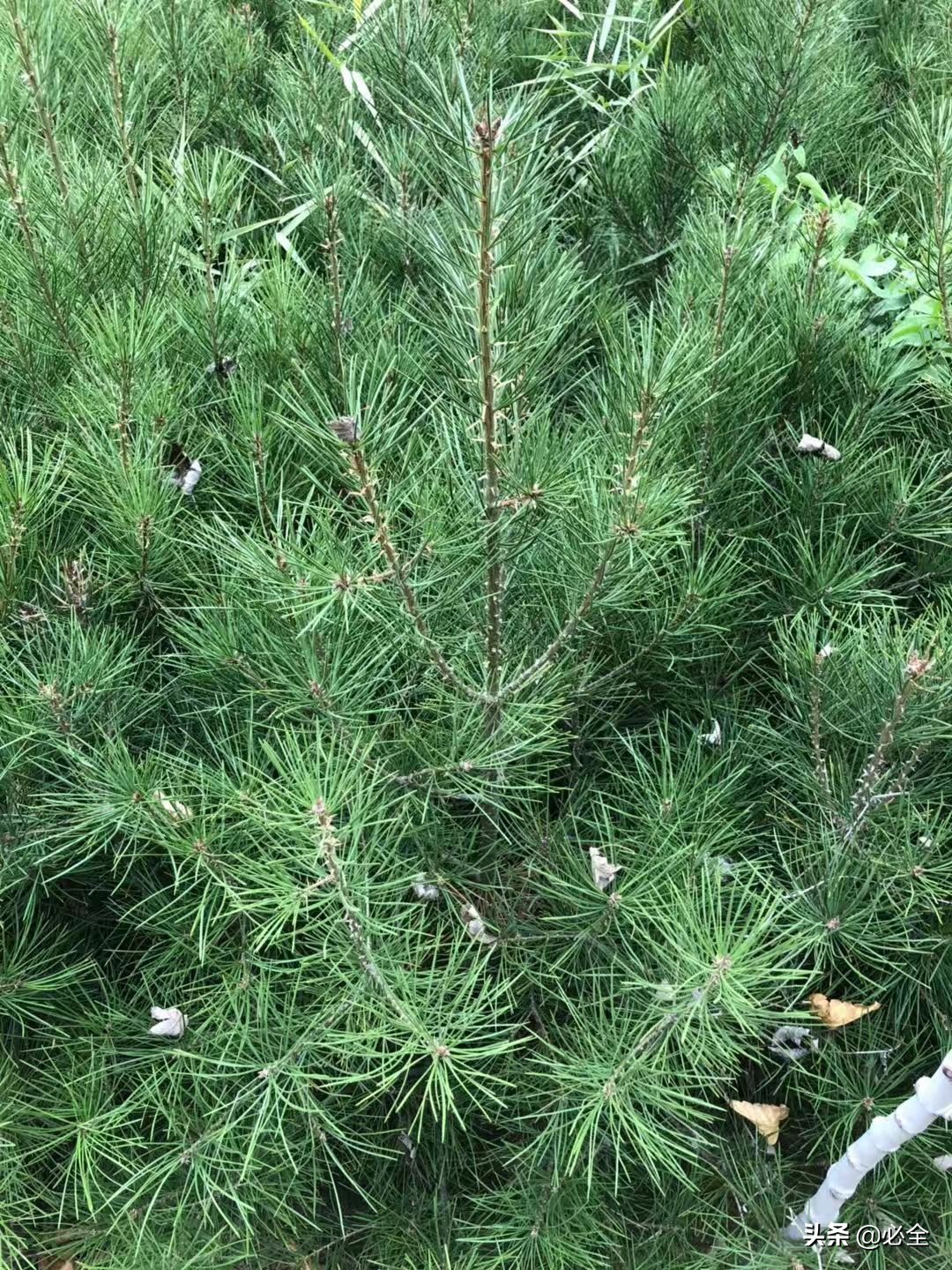 罕见的高端苗木种类有哪些？这几种能赚不少钱