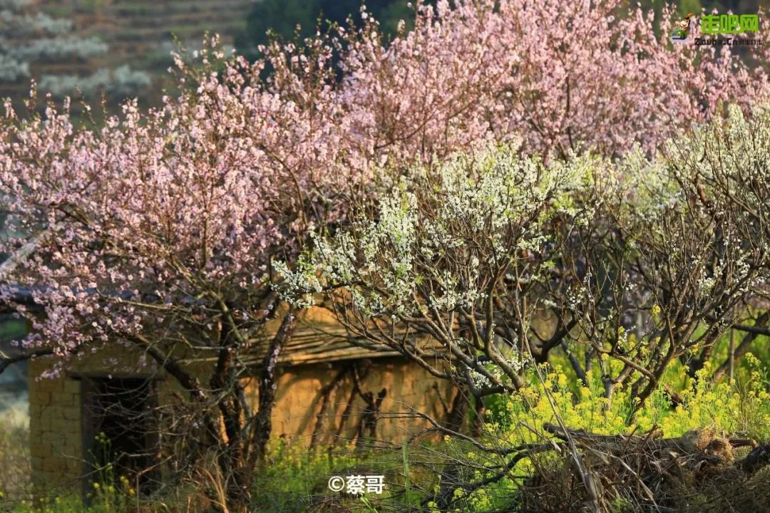 快开啦！这些地方的春景正在悄悄席卷全国，大气又美丽，别错过