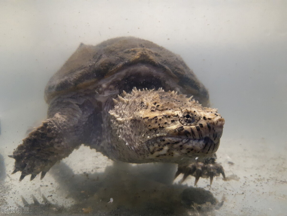 北美大鳄龟多少钱一只北美大鳄龟在我国多省出现