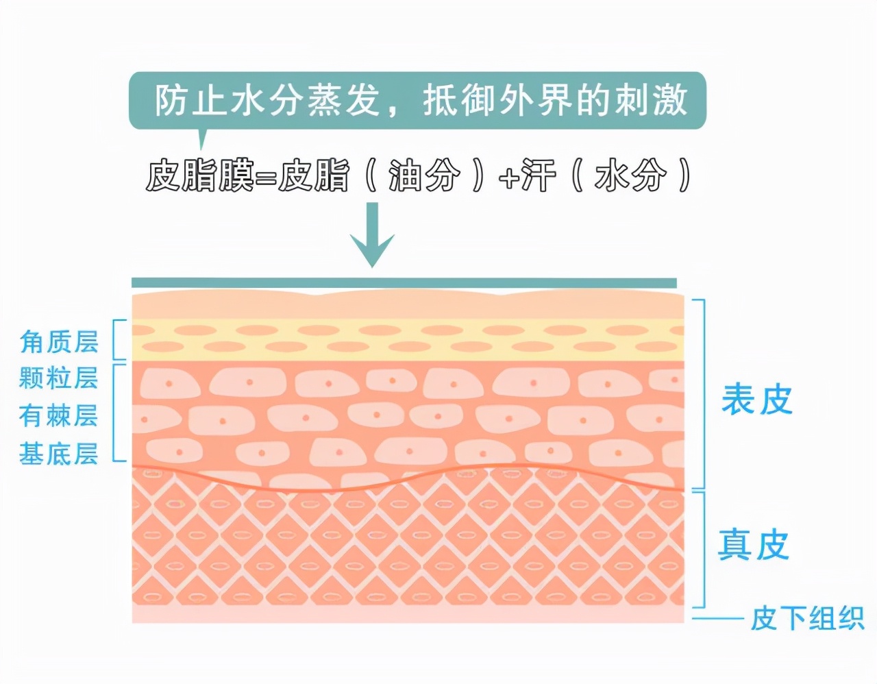 皮肤屏障受损如何修复？了解屏障功能与科学修复方法