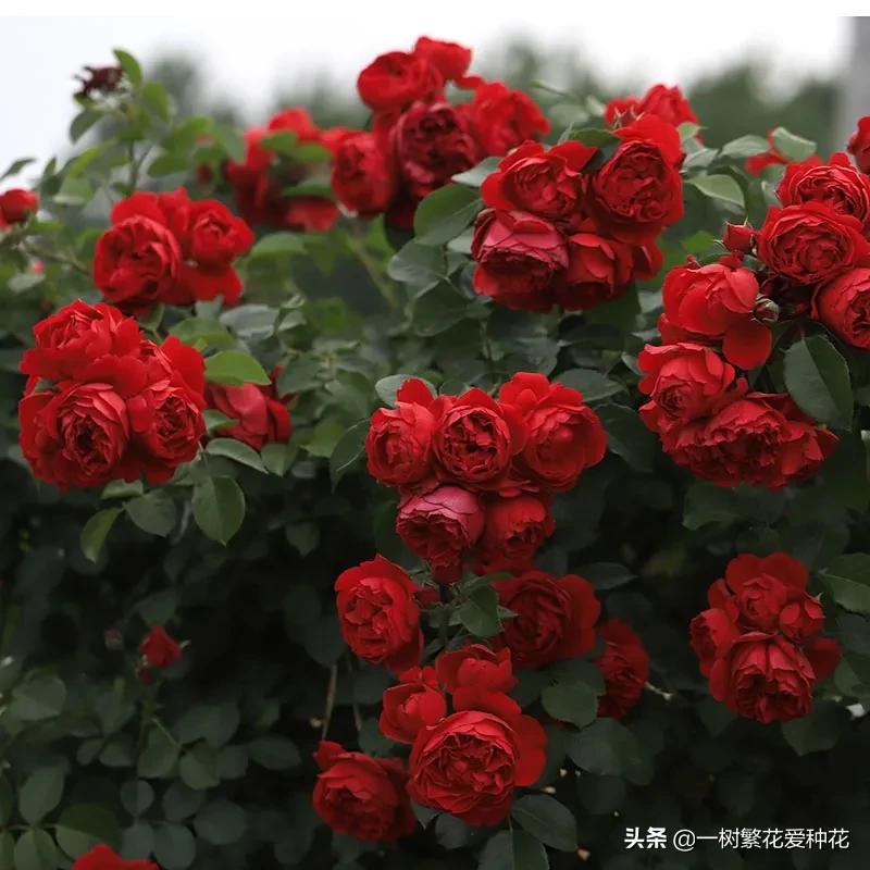 21种我最喜欢的月季，藤本微月灌木一网大全，说说养过的真实感受