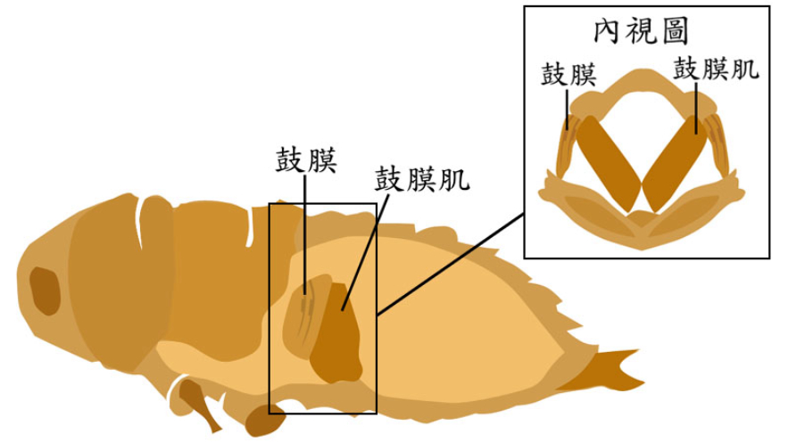 蝉在树上产卵却从地下出来，原因何在？“刨出”的土都去哪了？