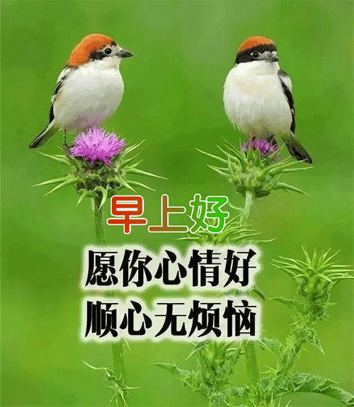 早上好问候语图片动态表情包 愿你心情好，顺心无烦恼图片