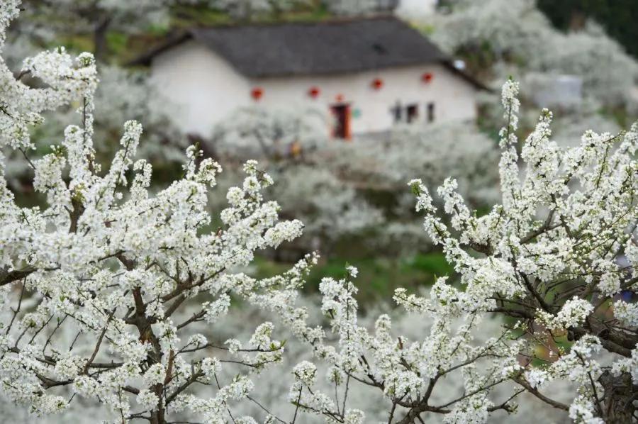 生命是一树一树的花开，蓬蓬勃勃，充满了无限的生机