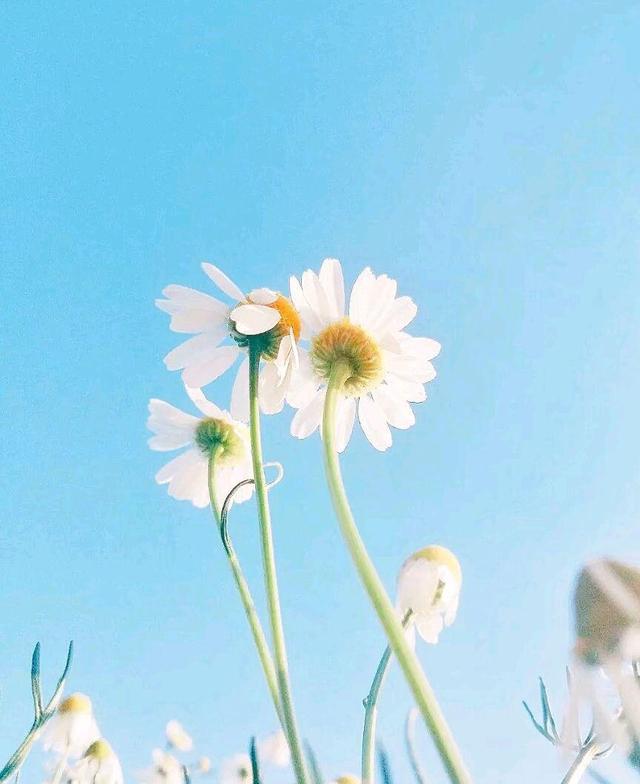 夏天唯美景物好句子