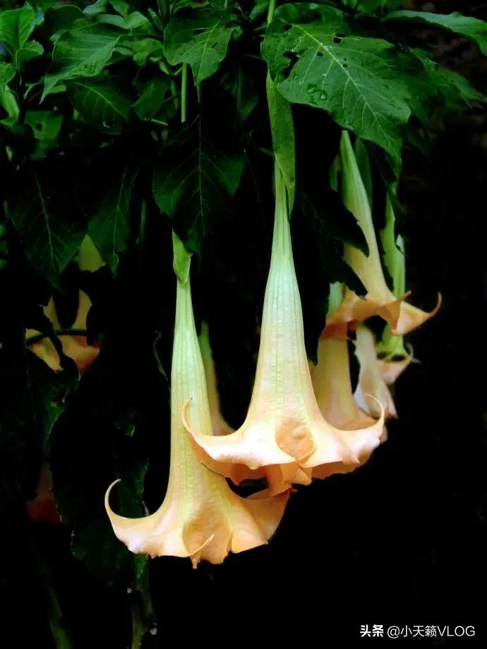 讓人産生幻覺的植物 曼陀羅 天天看點