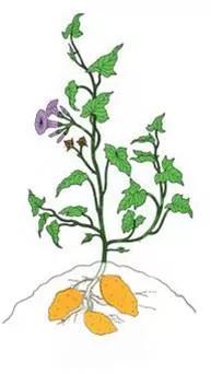 甘薯那些事之有薯自遠方來 天天看點