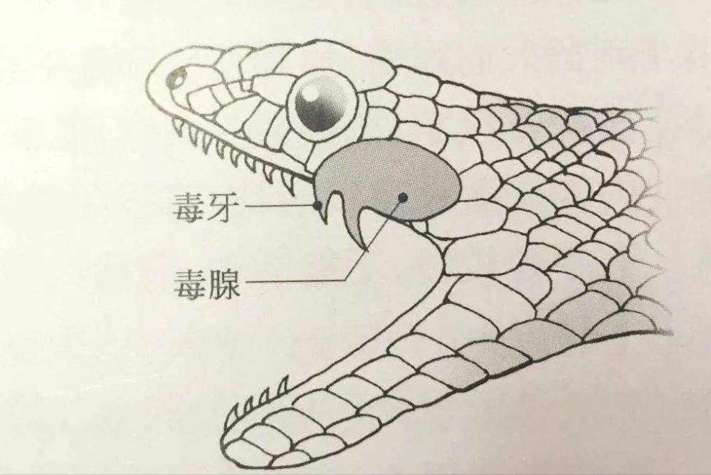 它是世界上陆生毒蛇排名中,仅次于细鳞太攀蛇,东部拟眼镜蛇和太攀蛇