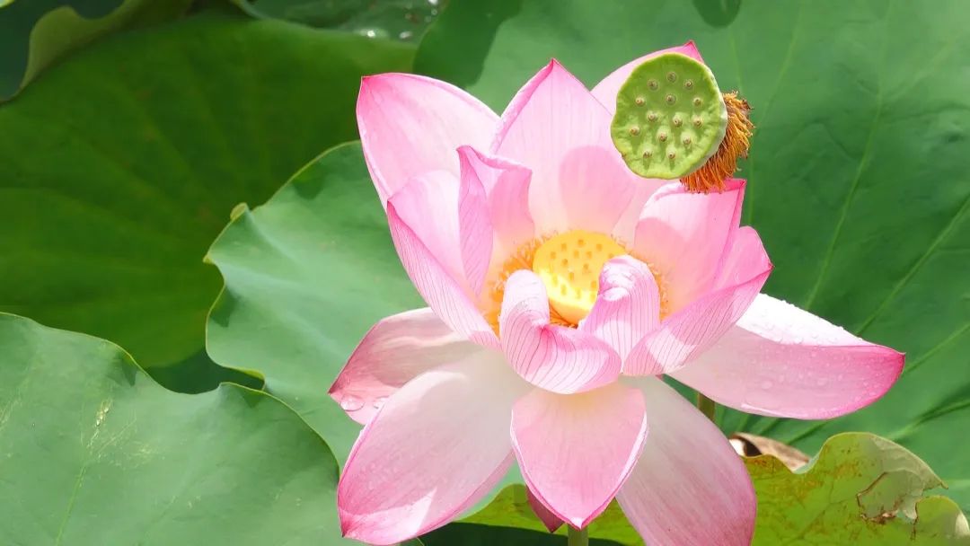 「全面推進鄉村振興」連城璧洲：夏日美景入畫來 百畝荷花漸次開