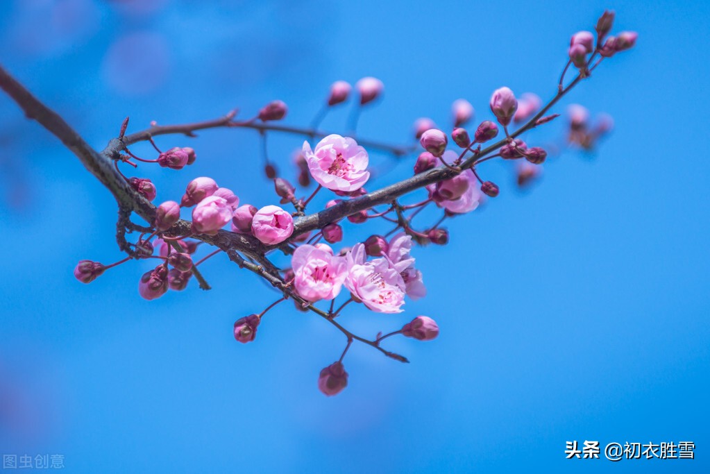 韩偓深冬梅花三首：冻白雪为伴，寒香风是媒，自向深冬著艳阳