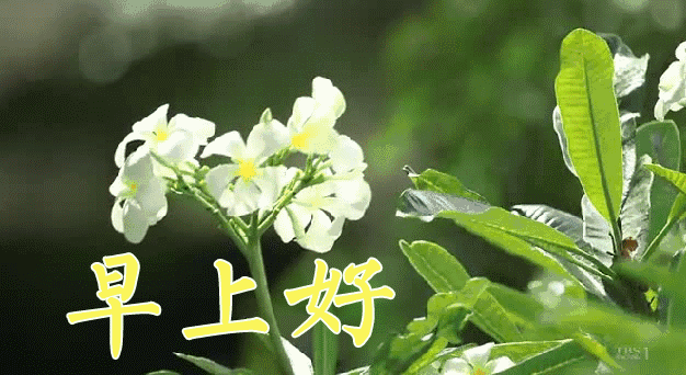 早上好表情包动图 疫情反弹 注意安全 因缘而聚 因情而暖图片