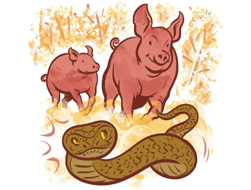 猪是毒蛇的天敌,有什么科学依据吗?