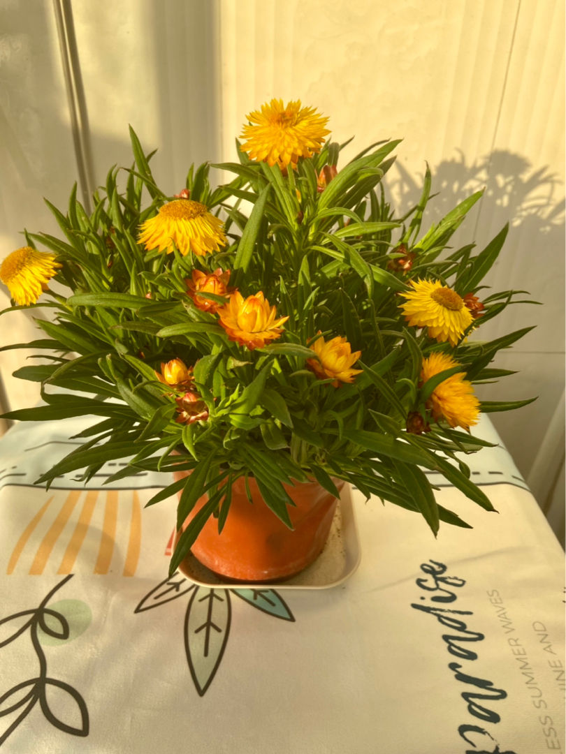 一年四季都开花的菊花品种（详解被称为永生花的菊花）