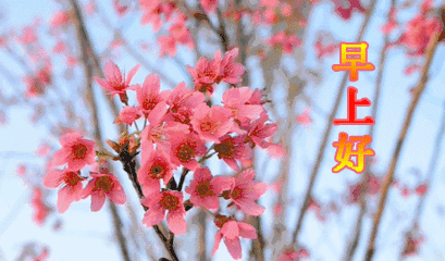 早上好动态表情图片大全，早晨好动图美图大全，快乐喜洋洋图片