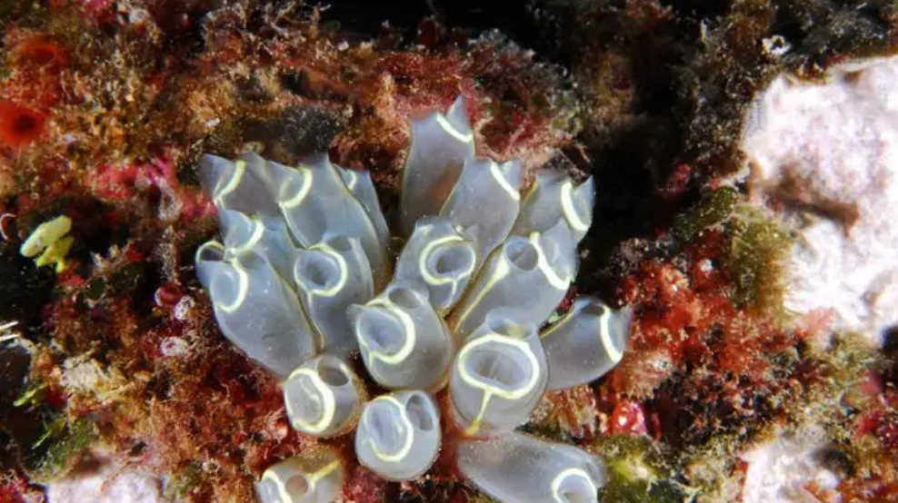"反向进化"吃掉自己大脑,想变植物却成食物,海鞘不走寻常路