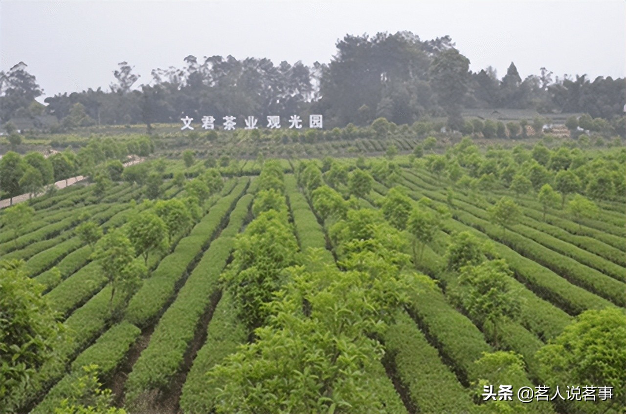 邛崃文君茶面面观：千秋文君茶今尤香