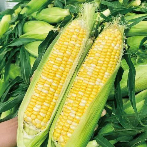 可以生吃的水果玉米可以生吃的水果玉米都有什么品种