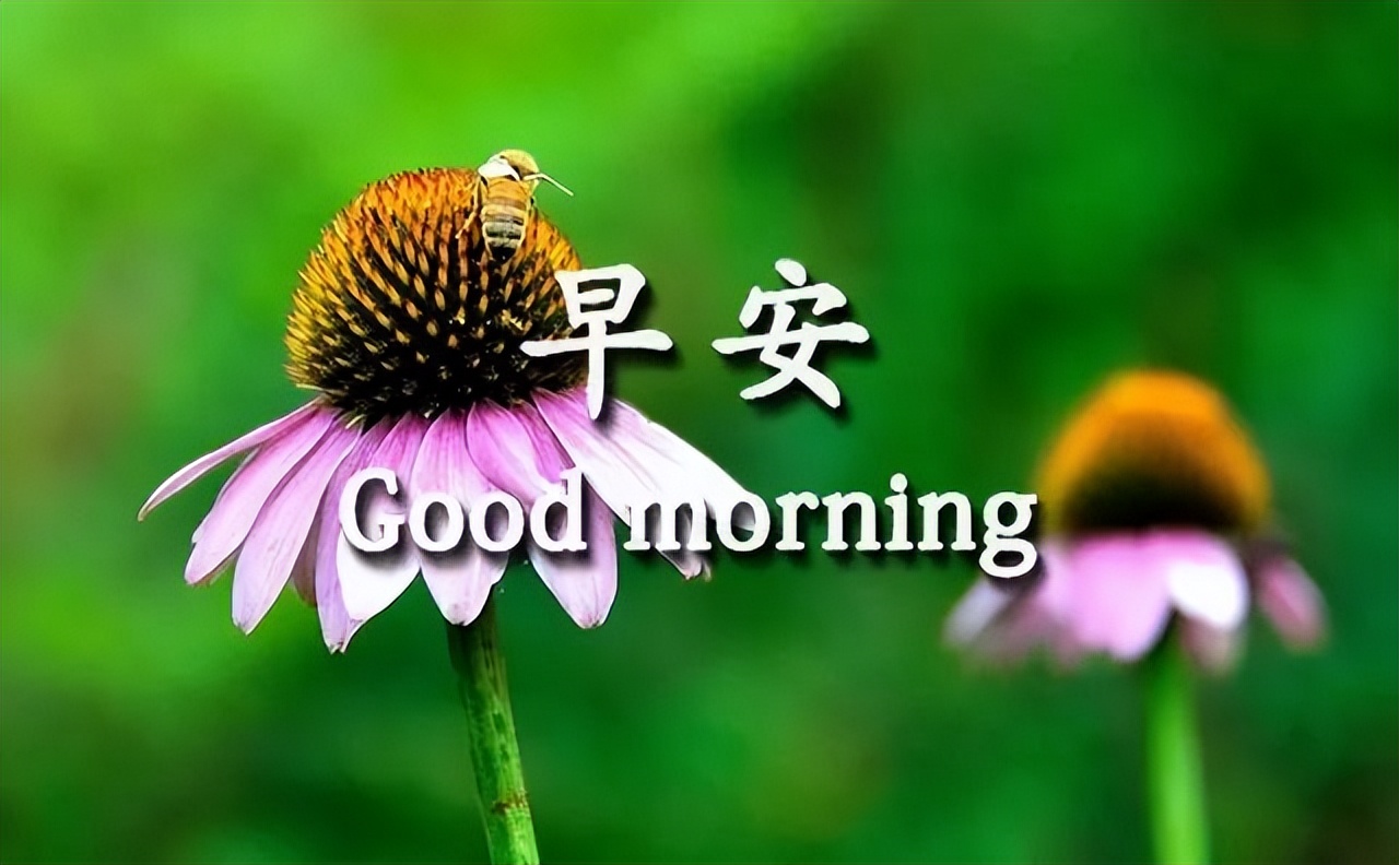 4月16日早上好祝福大全 早上好问候动态表情图片 一声问候 幸福吉祥图片