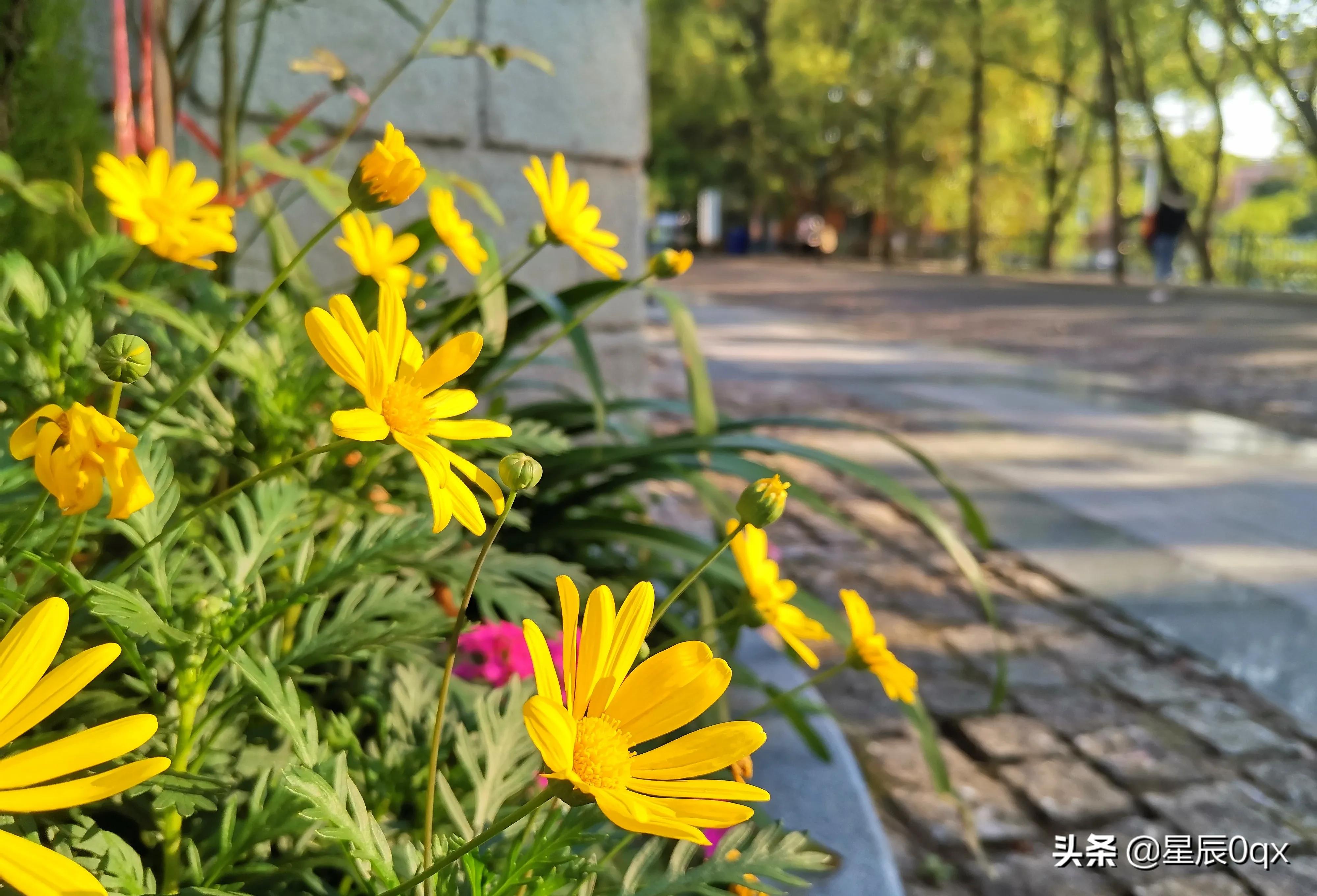 音乐生活的一些句子