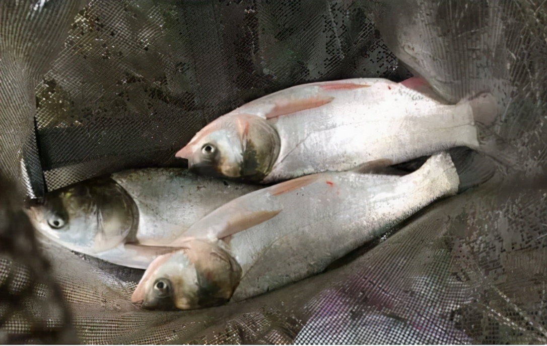 曾风光无限的鲢鱼，在农村是年货必备，如今成廉价鱼5元1斤少人买