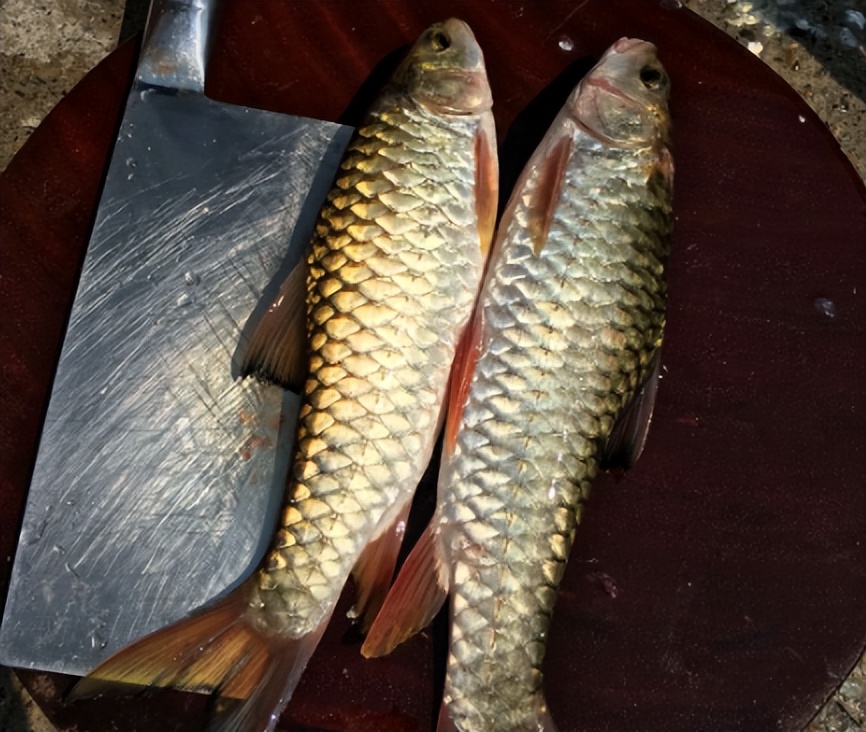 光倒刺鲃军鱼淡水鱼中的冒险王也是为数不多连鱼鳞都能吃的鱼