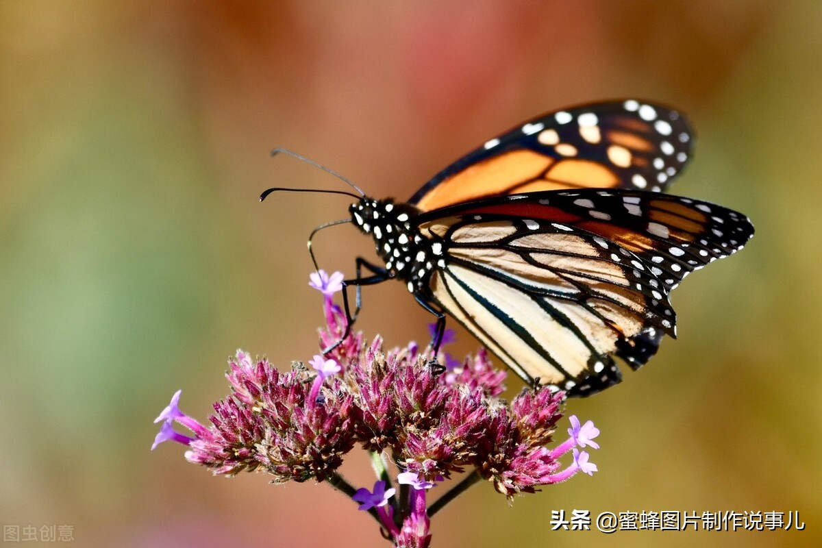 百花争放暗香溢，留连忘返戏蜂蝶