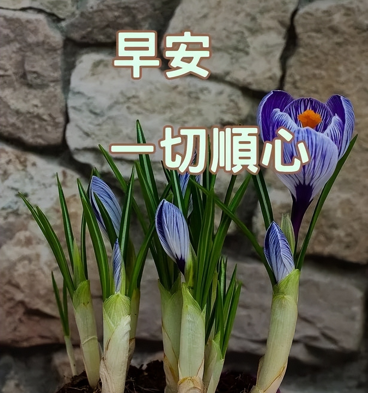 周五清晨早上好暖人心的祝福短信，祝福朋友事事顺心、事事美丽图片
