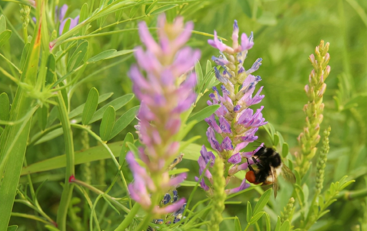 黄芪花的功效与作用-我的快乐小窝
