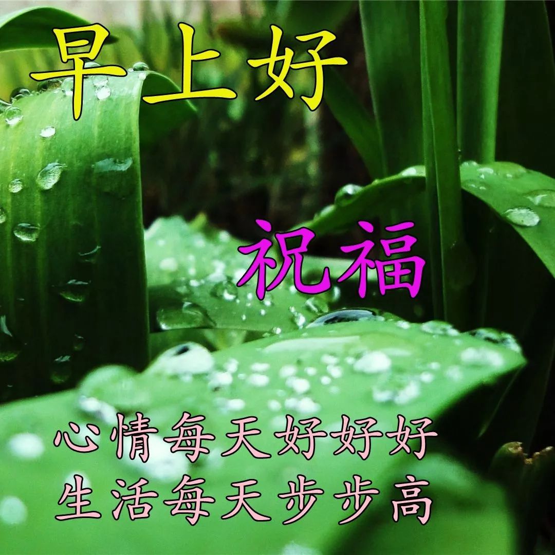 清晨阳光暖心问候早上好表情包集锦 感恩相遇，友情来之不易图片