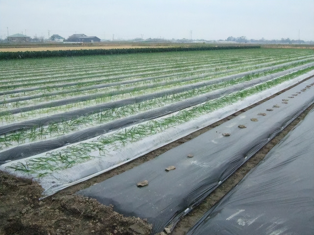 农业农膜后续也是使用可降解塑料地膜