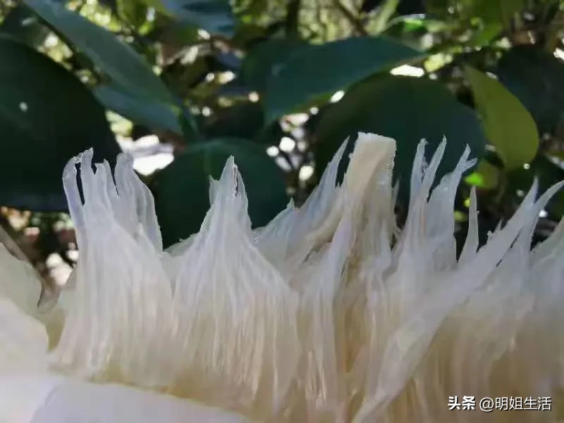 最近家里人都说感觉天气干燥，家里老人说买点清润的水果吃吧