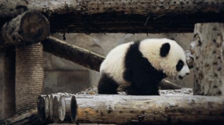 大熊猫生活在什么地方？一文读懂大熊猫分布区域-第1张图片