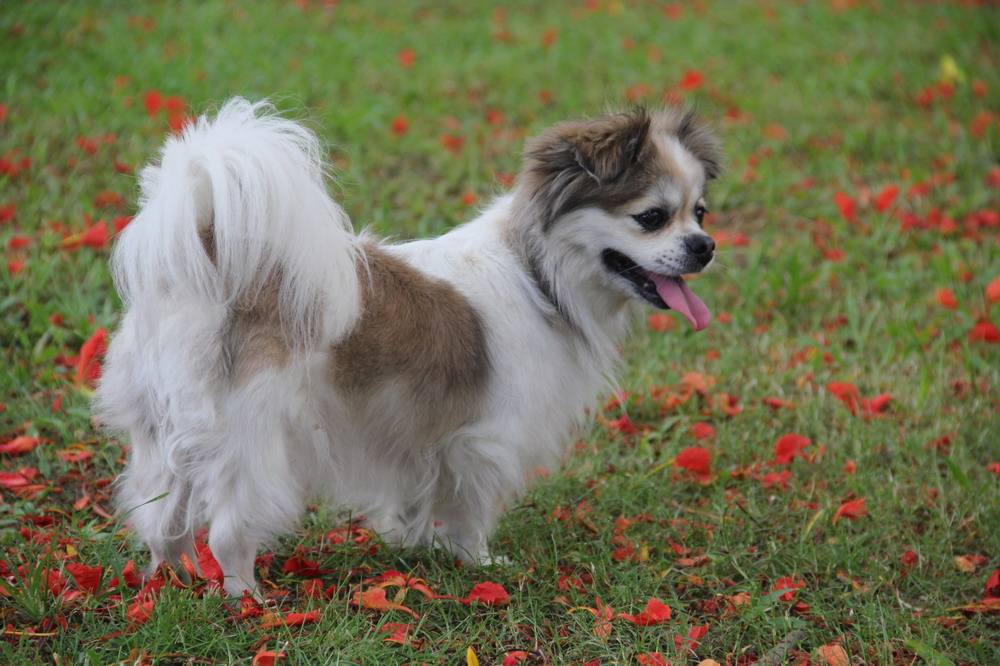 蝴蝶犬,又称蝶耳犬和巴比伦犬,原产于法国,是欧洲最古老的犬种之一.