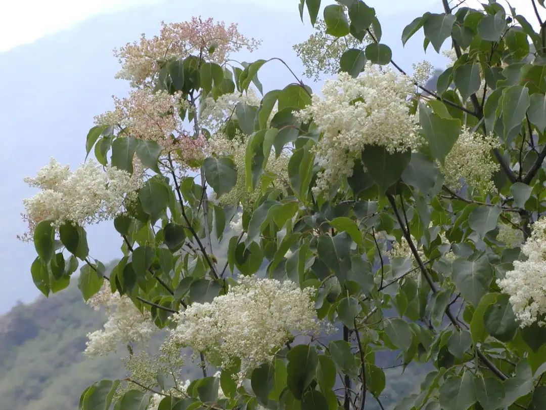 实用分享丨30款大型开花树种介绍，白似雪、黄似阳、红似霞，美翻