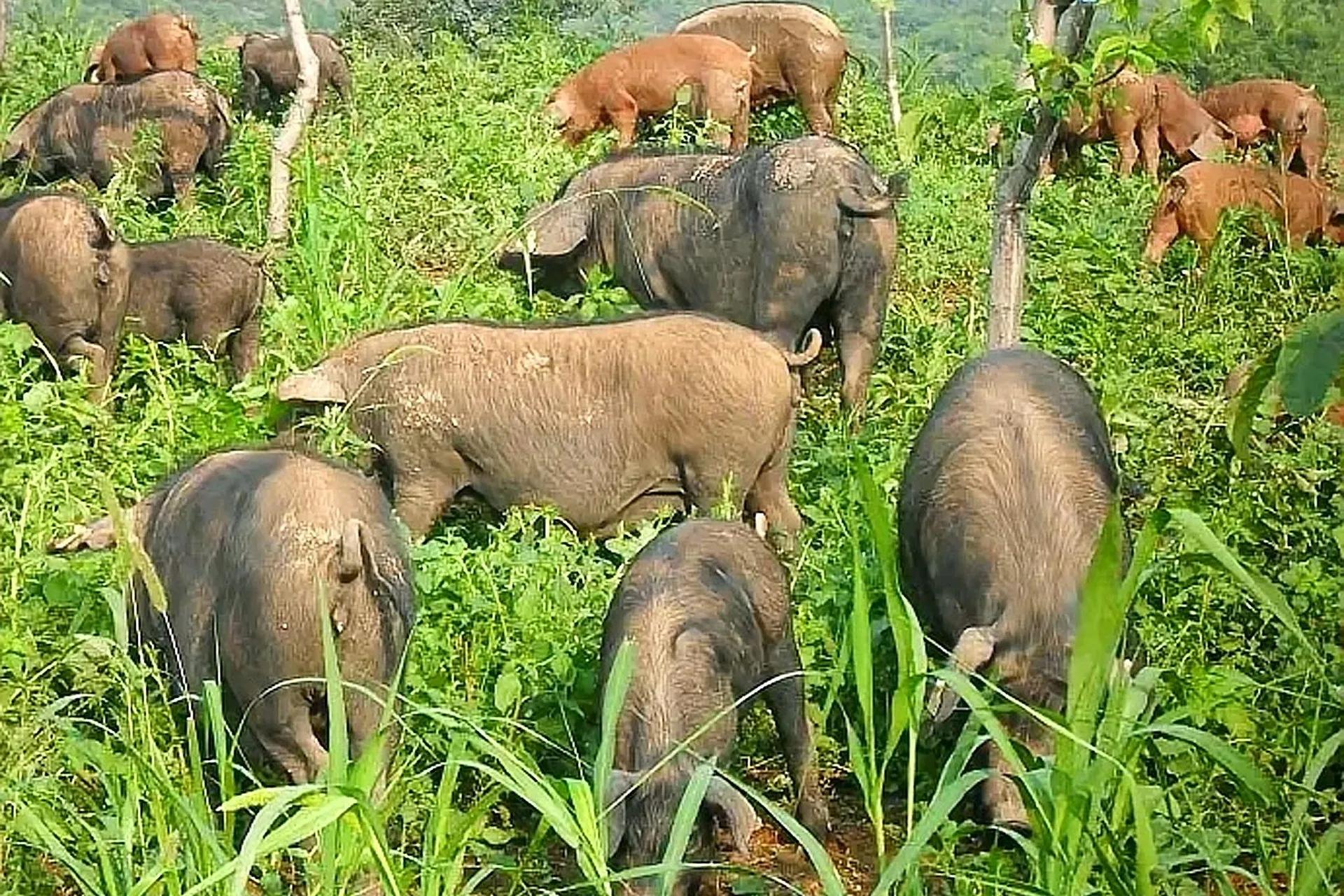 想养猪又怕遭遇“寒冬”，怎么办？老农：用合同养殖模式比较靠谱