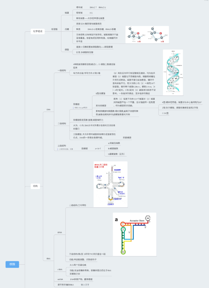 人体器官位置图(火了！兰州大学“学霸笔记”：手绘人体器官！网友：堪比印刷！)