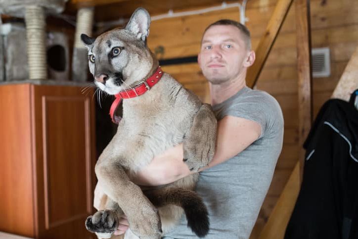 比特犬vs美洲狮，谁的战斗力更强？
