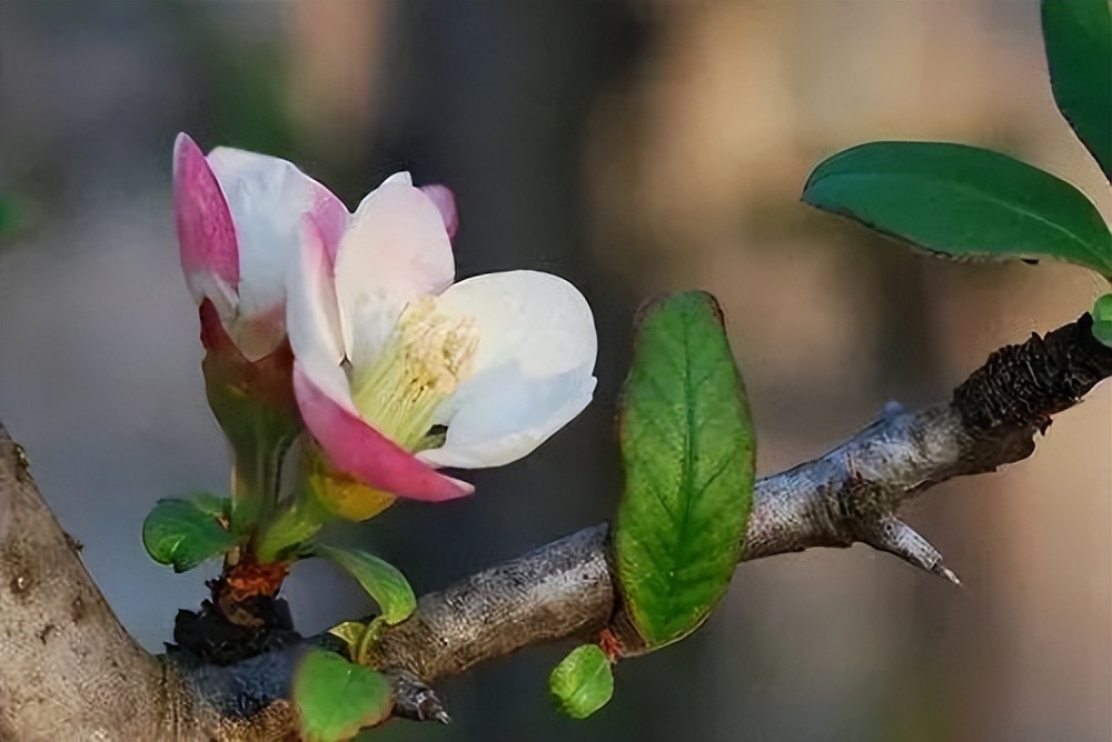 梨花有什么特点（春天出游必备识花宝典大全）