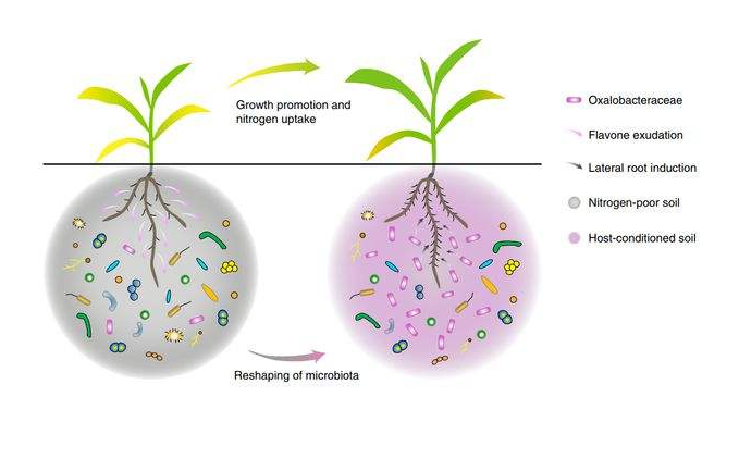 酵素农业技术：岛本酵素菌肥在作物苗期子叶病害上的防治应用