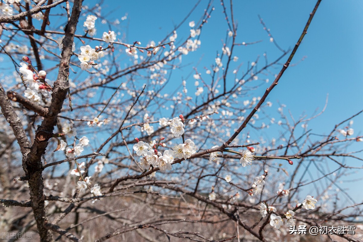 韩偓深冬梅花三首：冻白雪为伴，寒香风是媒，自向深冬著艳阳