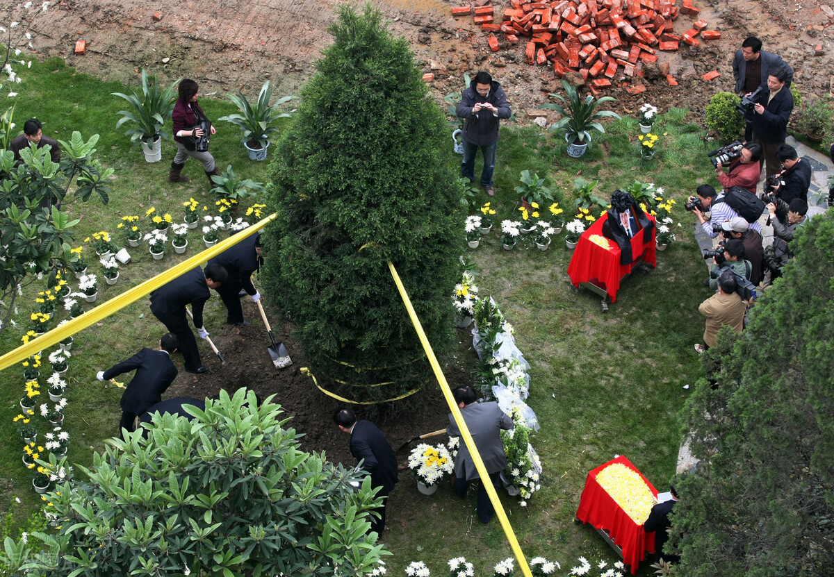 树葬图片树葬过程图片