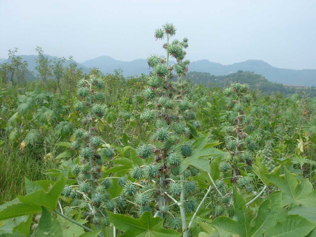 蓖麻,別稱也叫草麻,紅麻,八麻子等等,屬於大戟科草本植物.