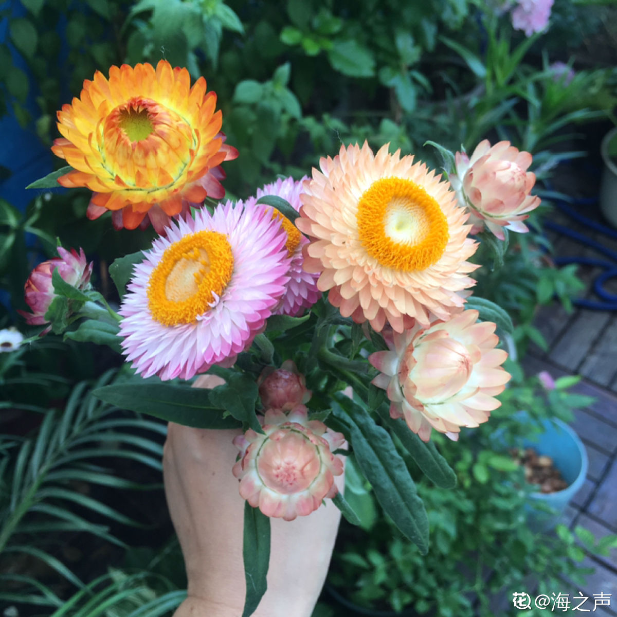 一年四季都开花的菊花品种（详解被称为永生花的菊花）