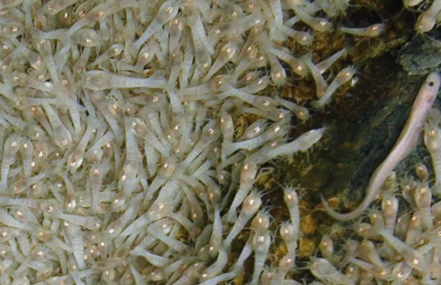 白色盲虾,为何能生活在450℃海底热泉旁?能将其煮熟品尝吗?