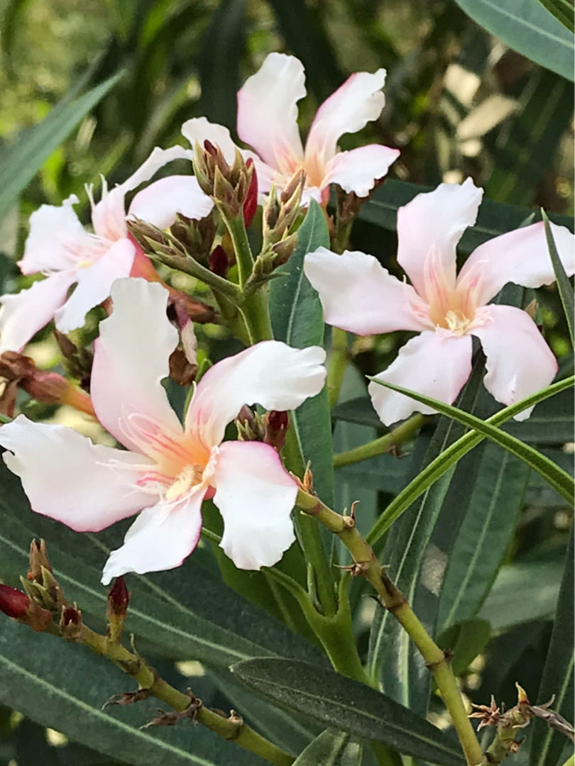 春天常见的花（春天路边爆开花常见的30种花）