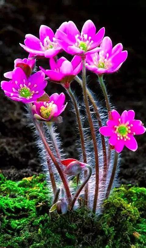 花的图片大全大图60种罕见鲜花欣赏